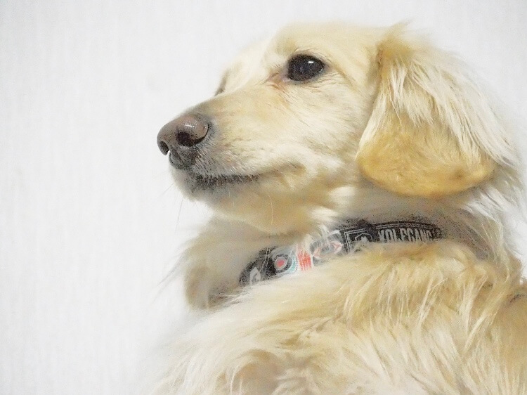 ダックスフンド,ウルフギャング