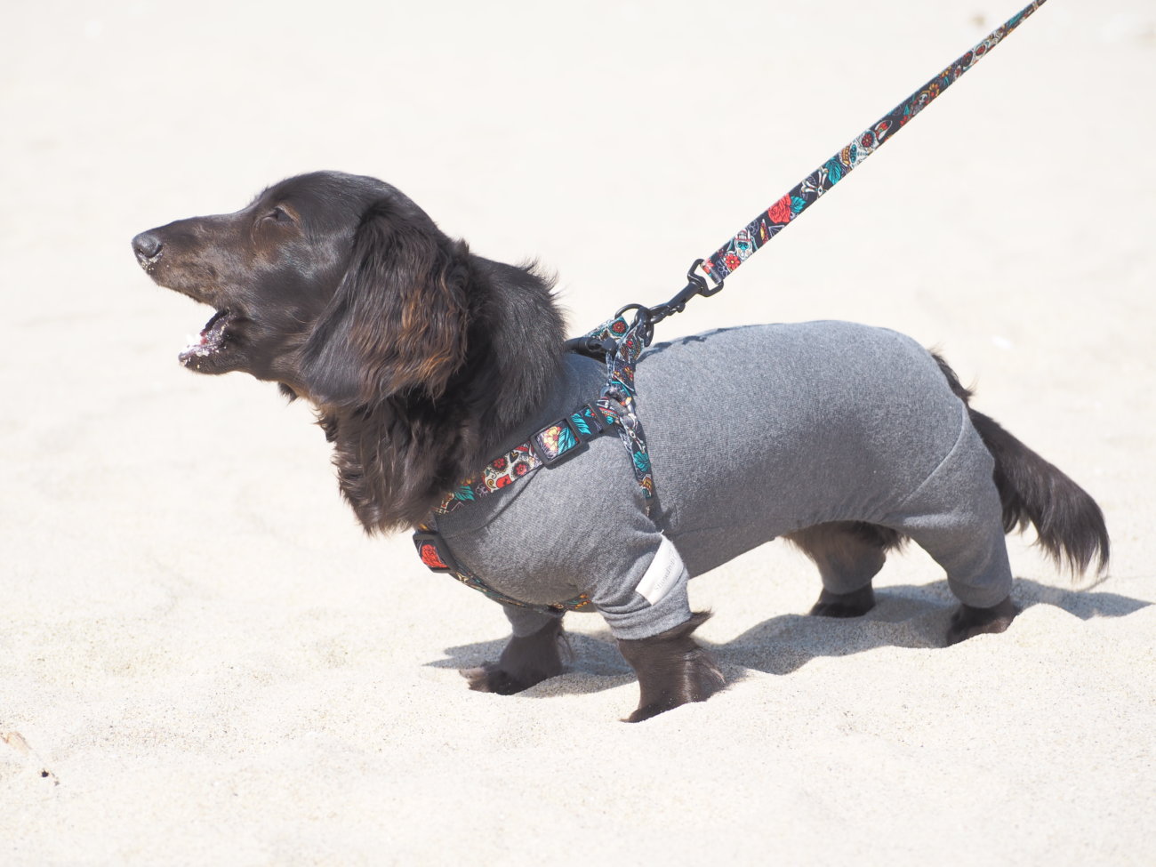 ダックスフンド,ウルフギャング