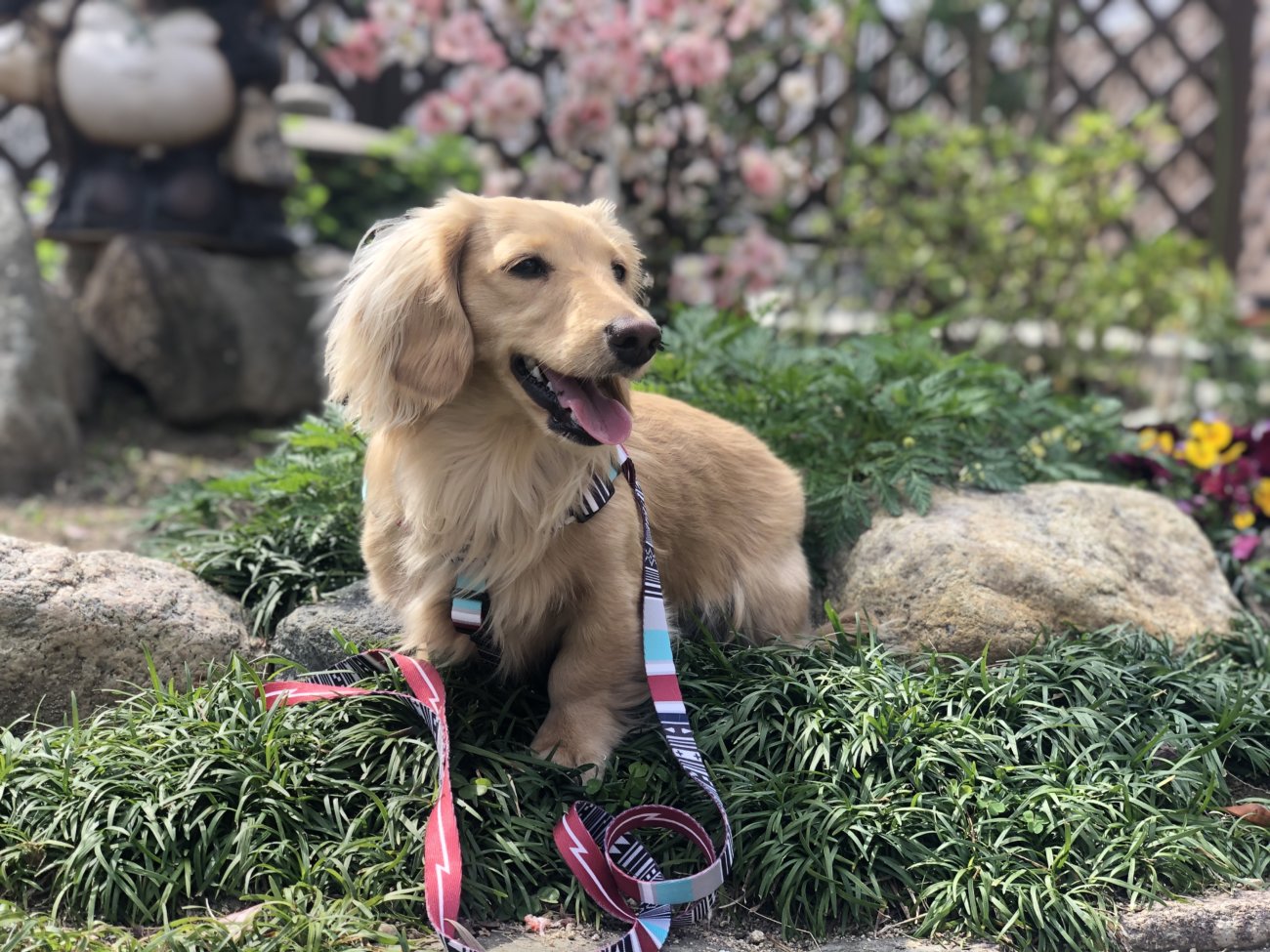 ダックスフンド,ウルフギャング