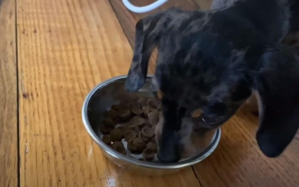 ダックスフンド,動画