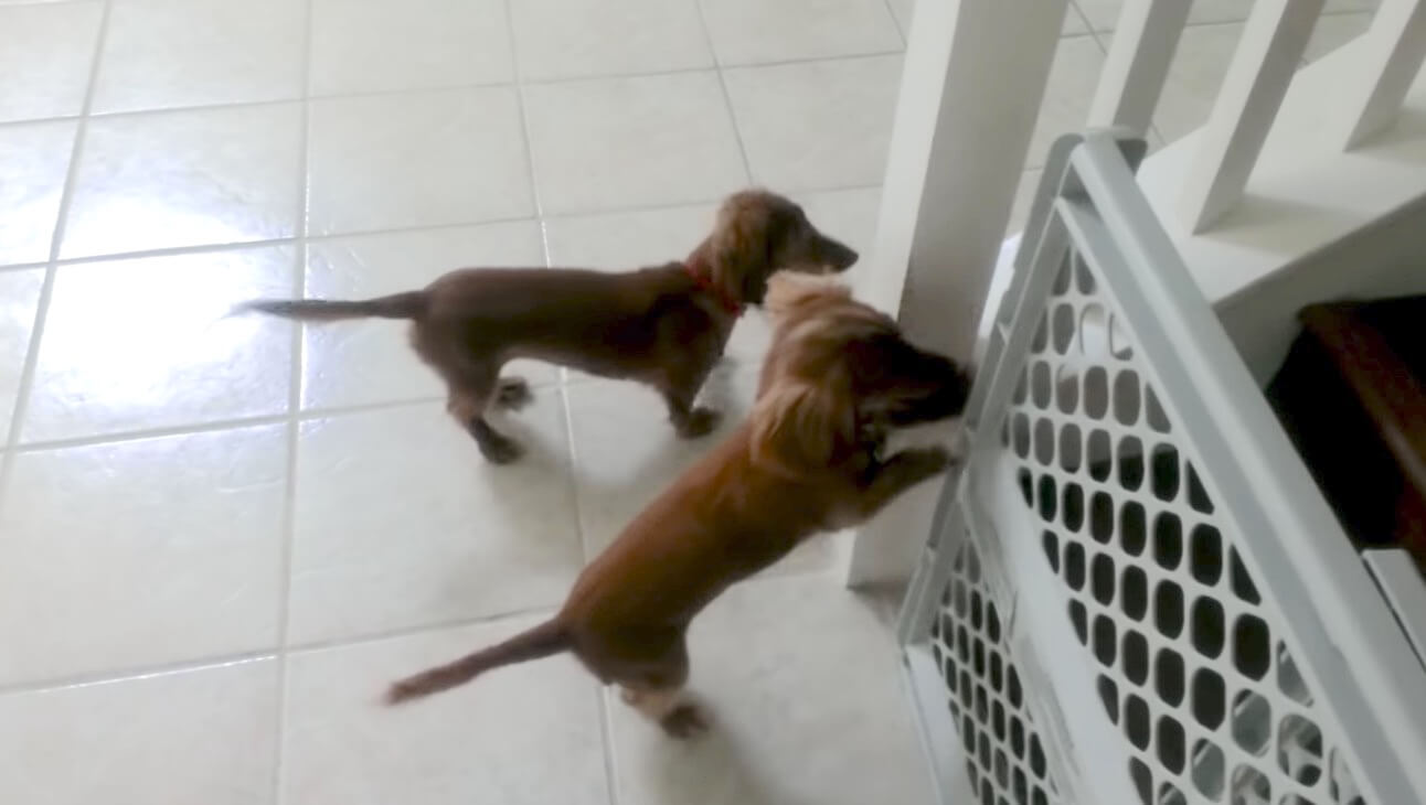 ダックスフンド,動画