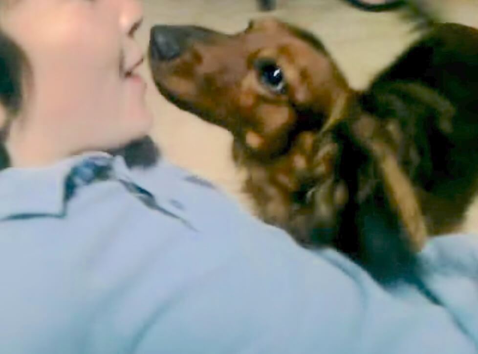 ダックスフンド,動画