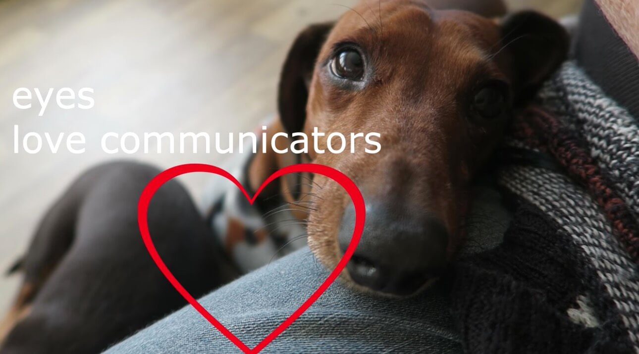 ダックスフンド,動画