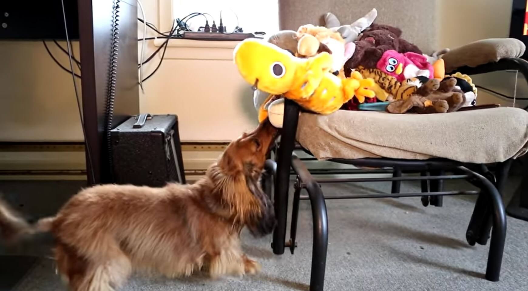 ダックスフンド,動画