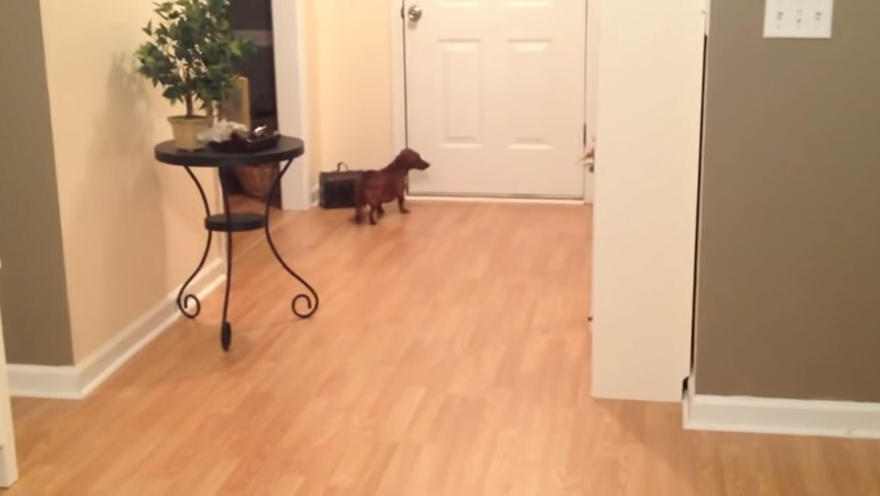 ダックスフンド,動画