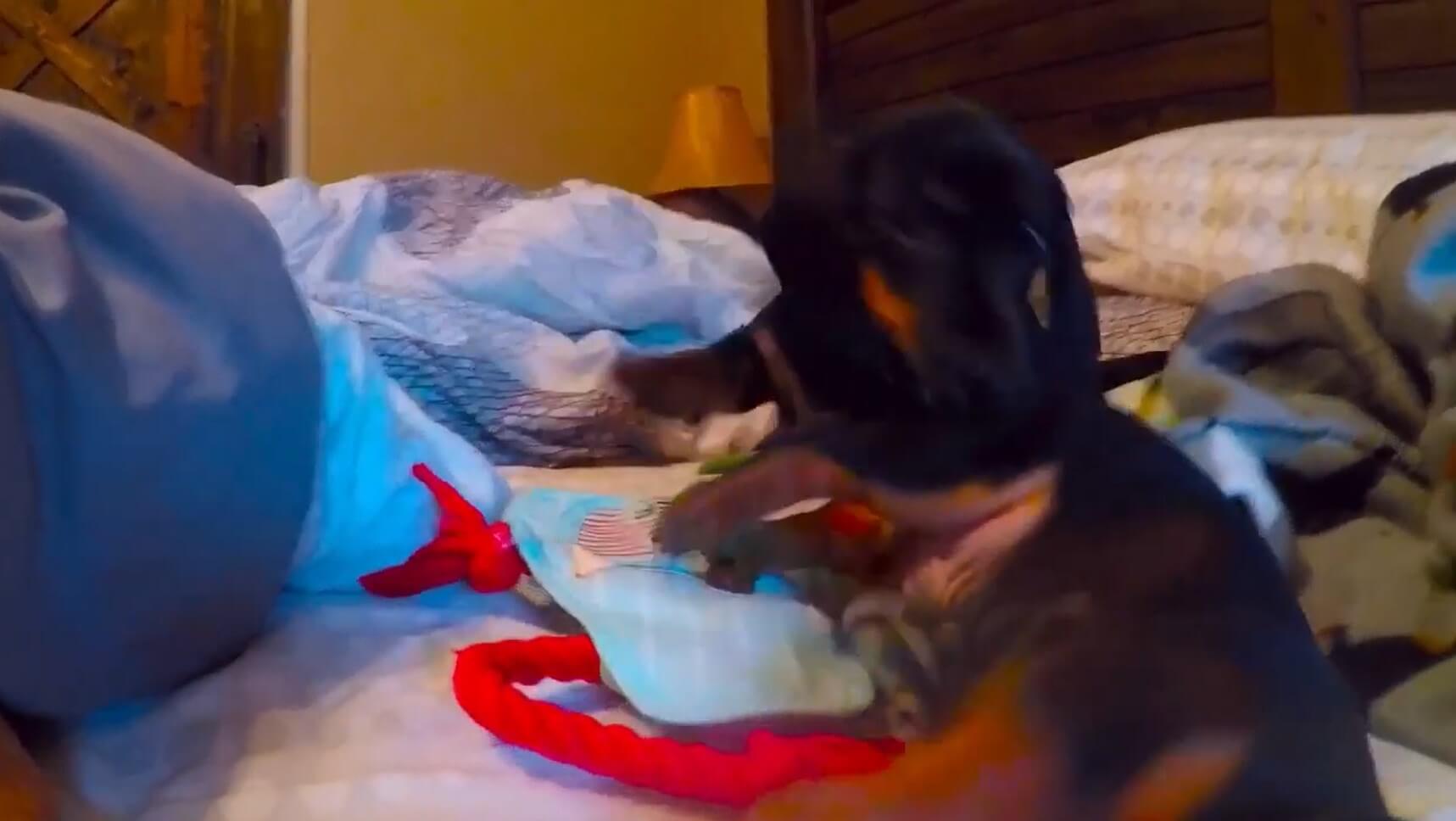 ダックスフンド,動画