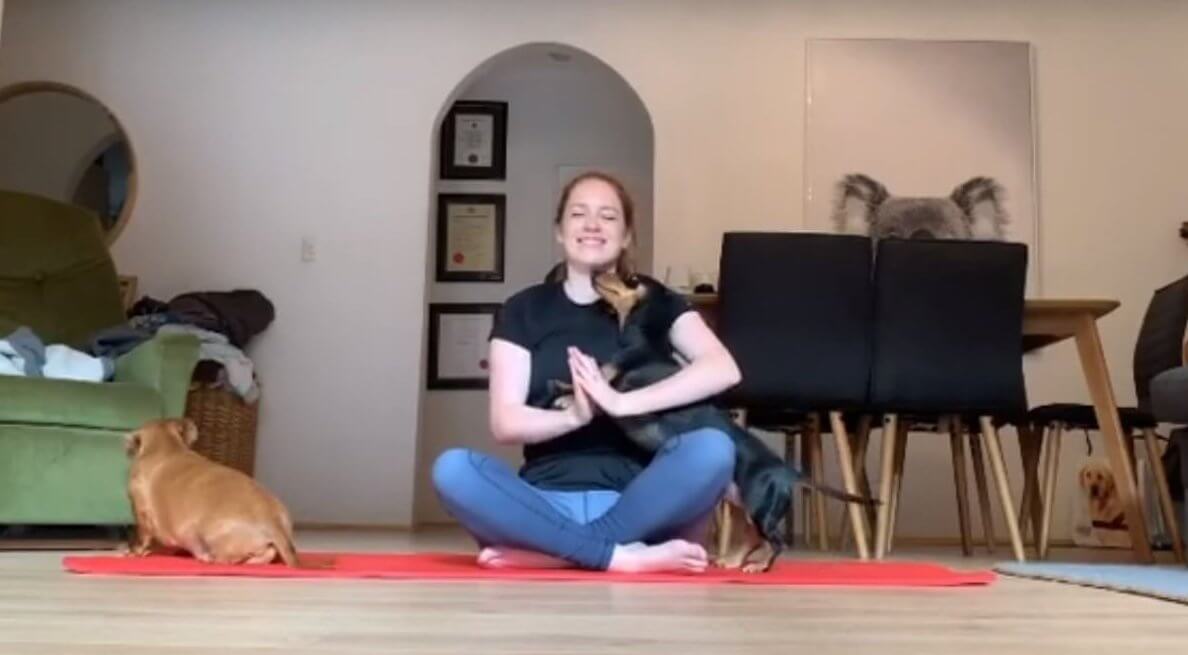 ダックスフンド,動画