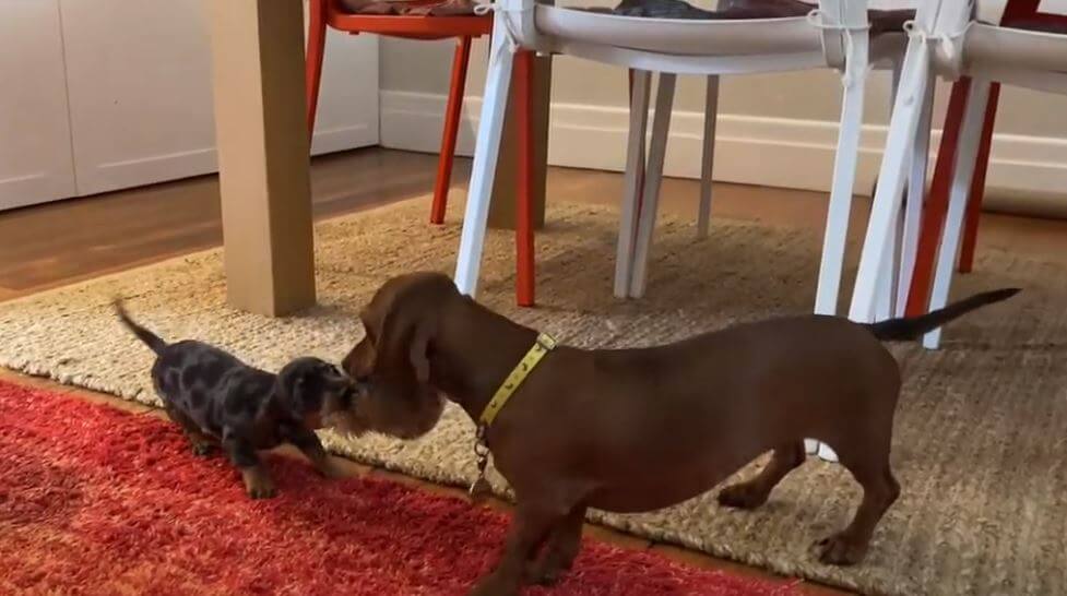 ダックスフンド,動画