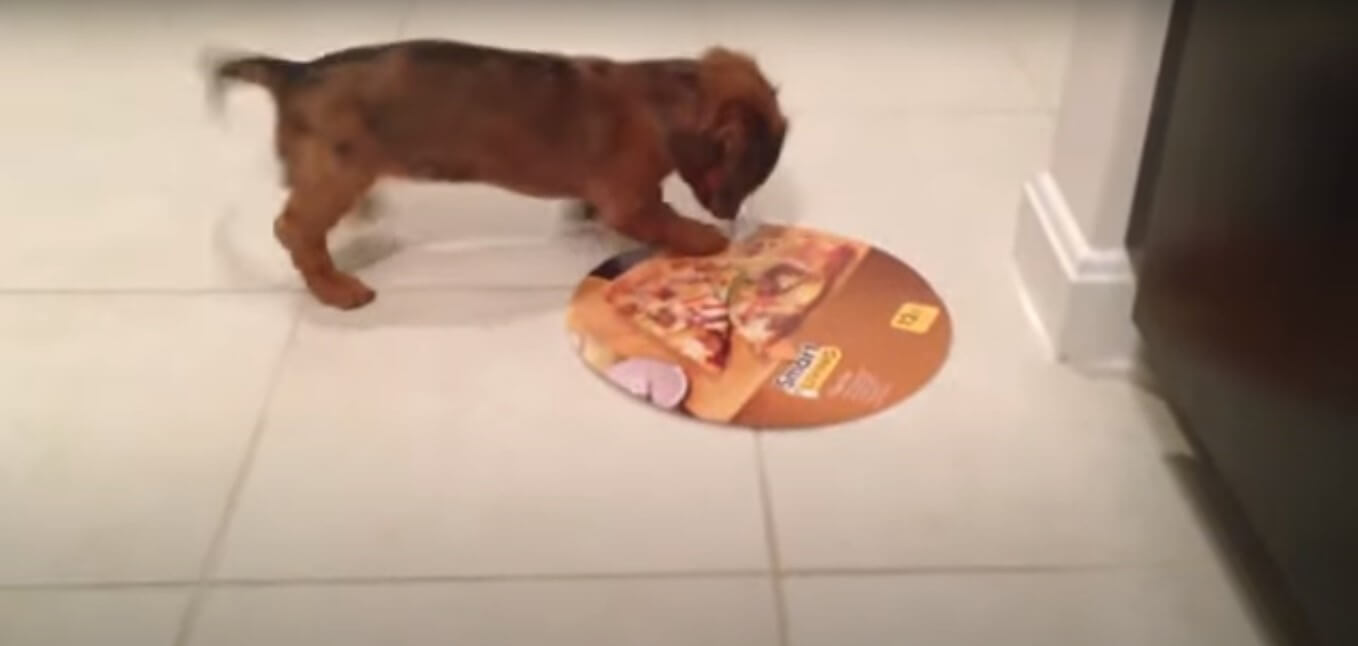 ダックスフンド,動画