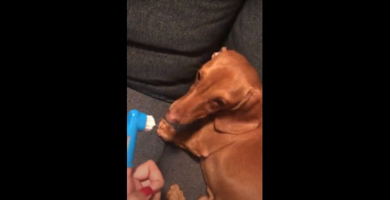 ダックスフンド,動画