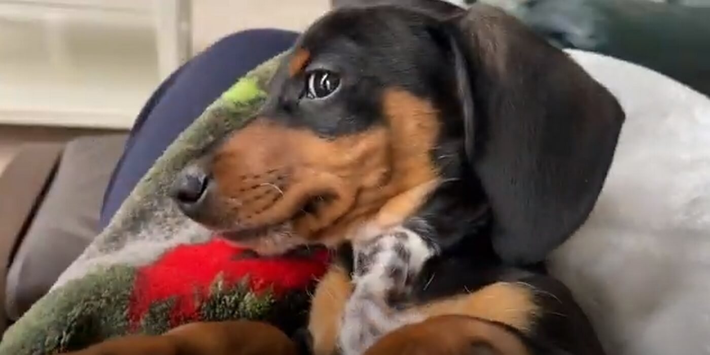 ダックスフンド,動画