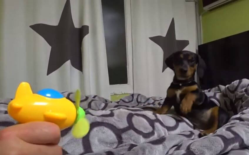 ダックスフンド,動画