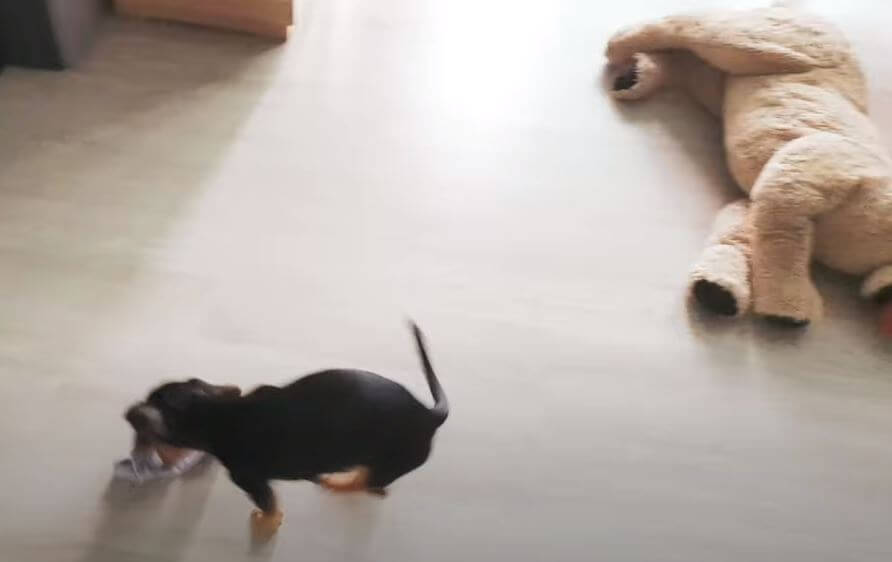 ダックスフンド,動画