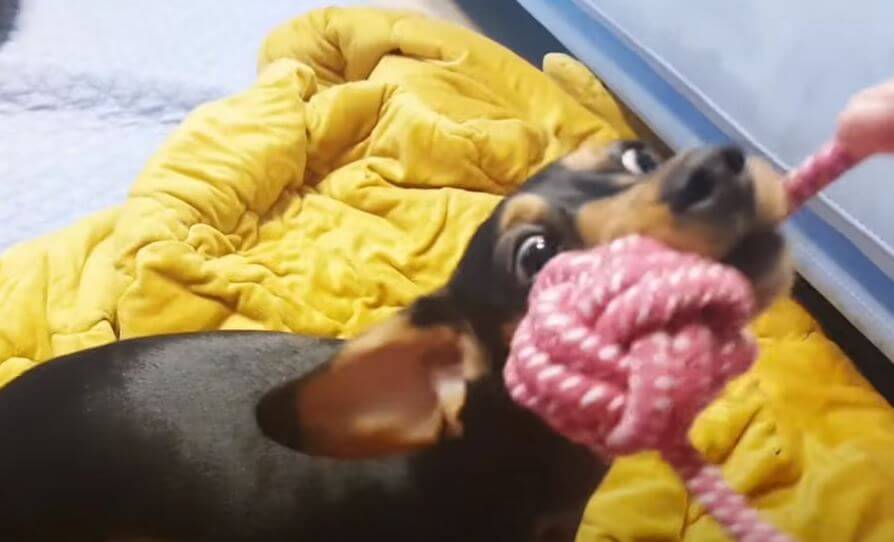 ダックスフンド,動画