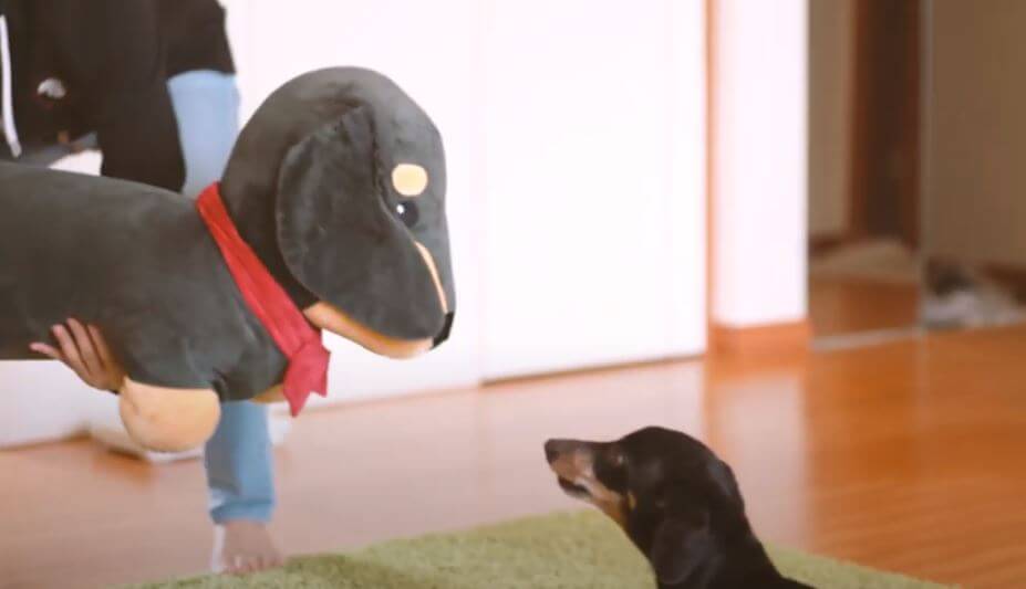 ダックスフンド,動画