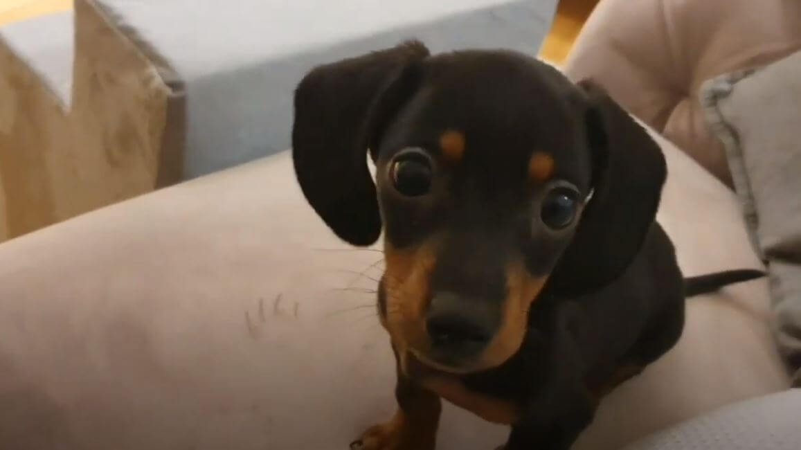 ダックスフンド,動画