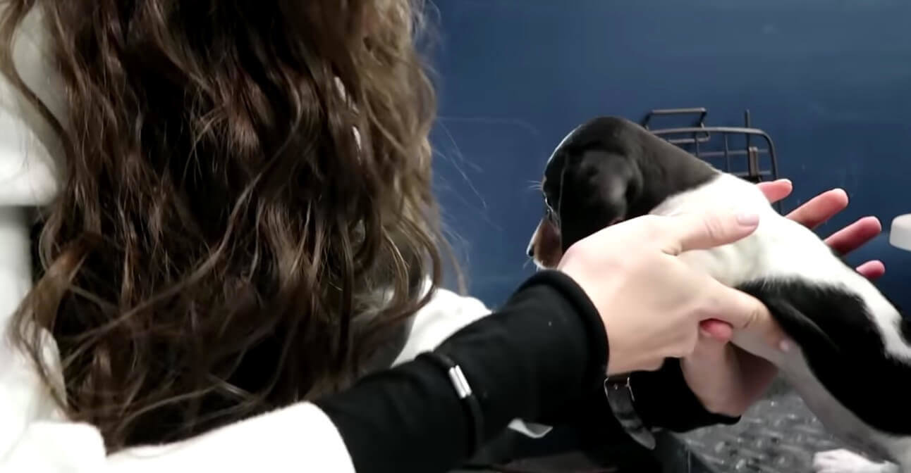 ダックスフンド,動画