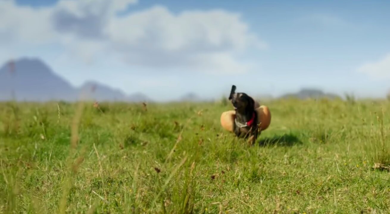 ダックスフンド,動画