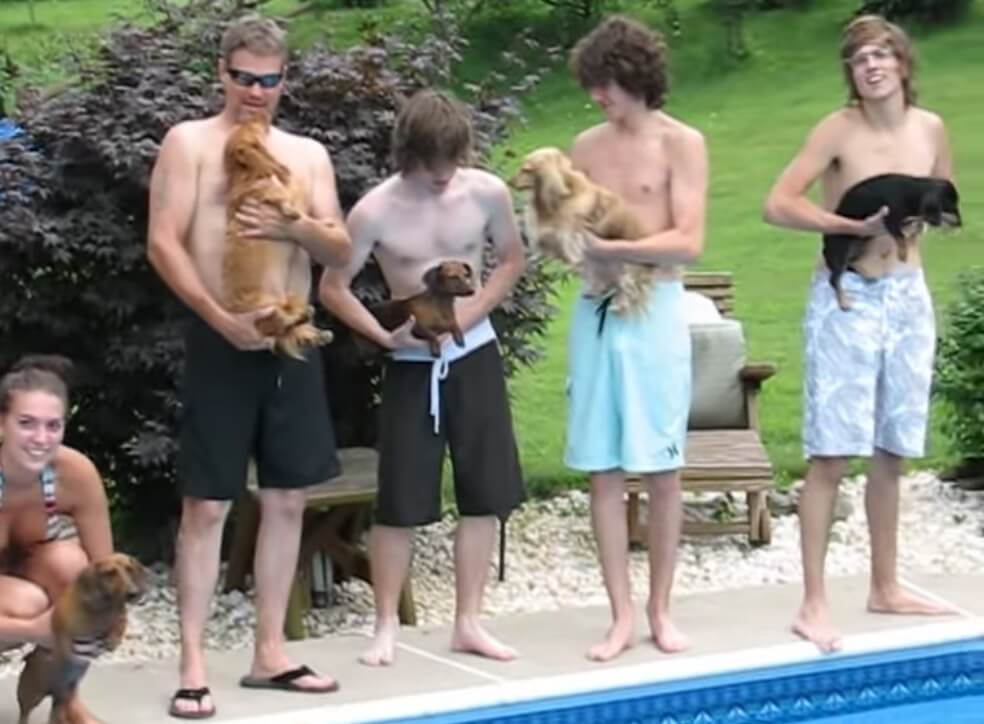 ダックスフンド,動画