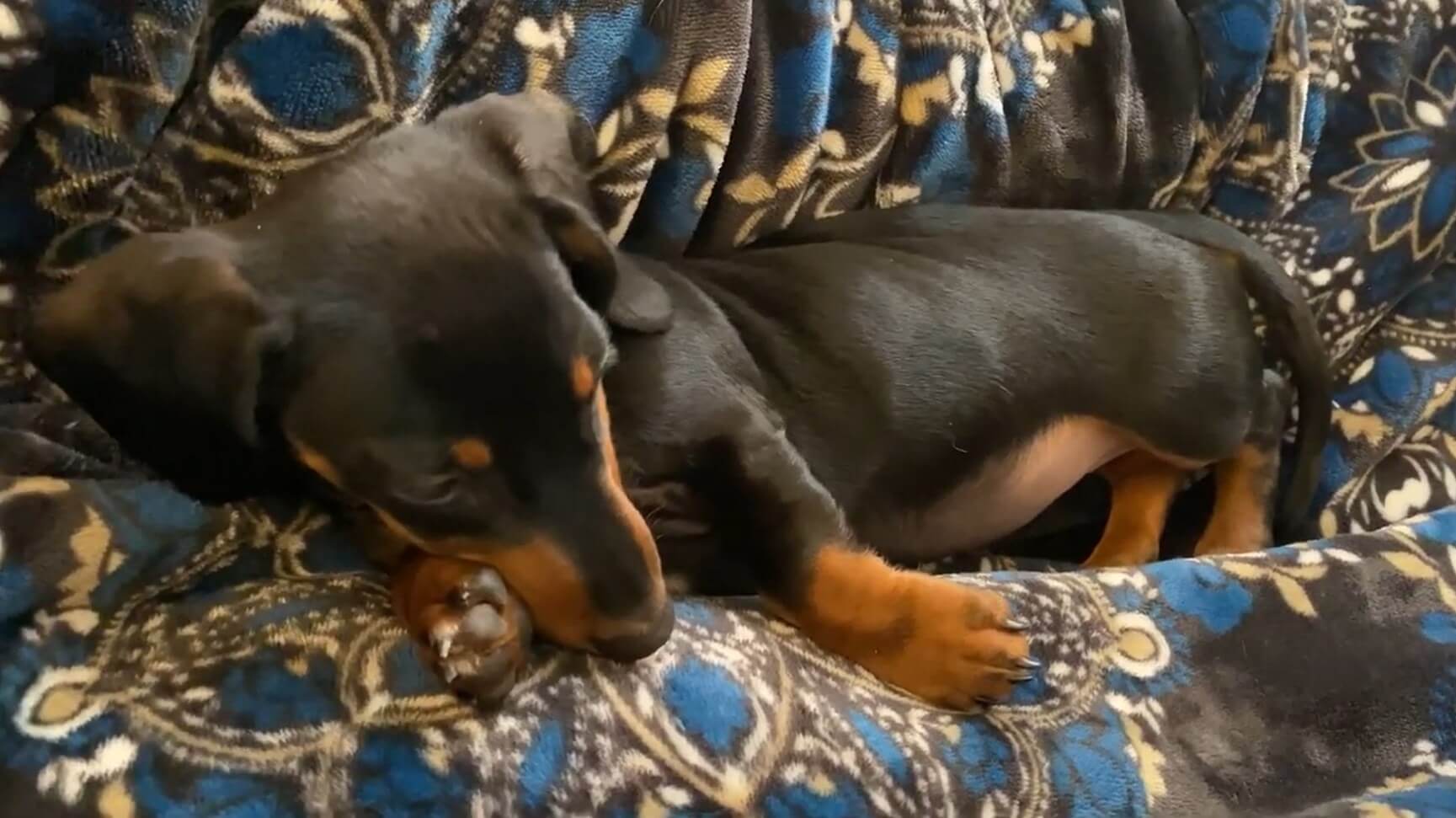 ダックスフンド,動画