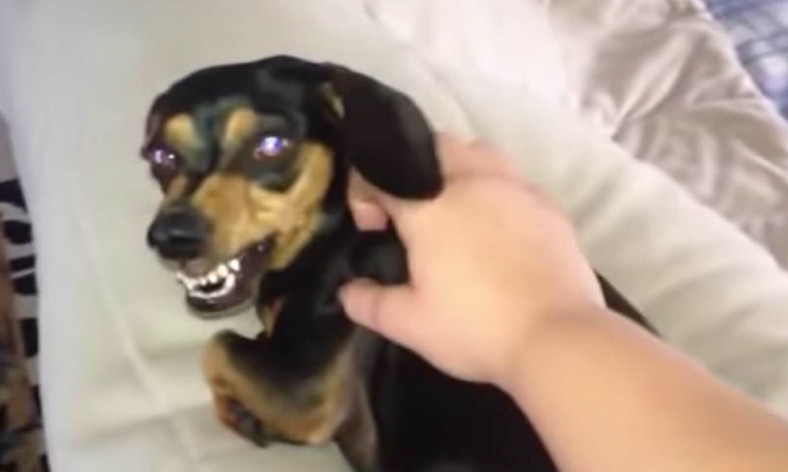 ダックスフンド,動画