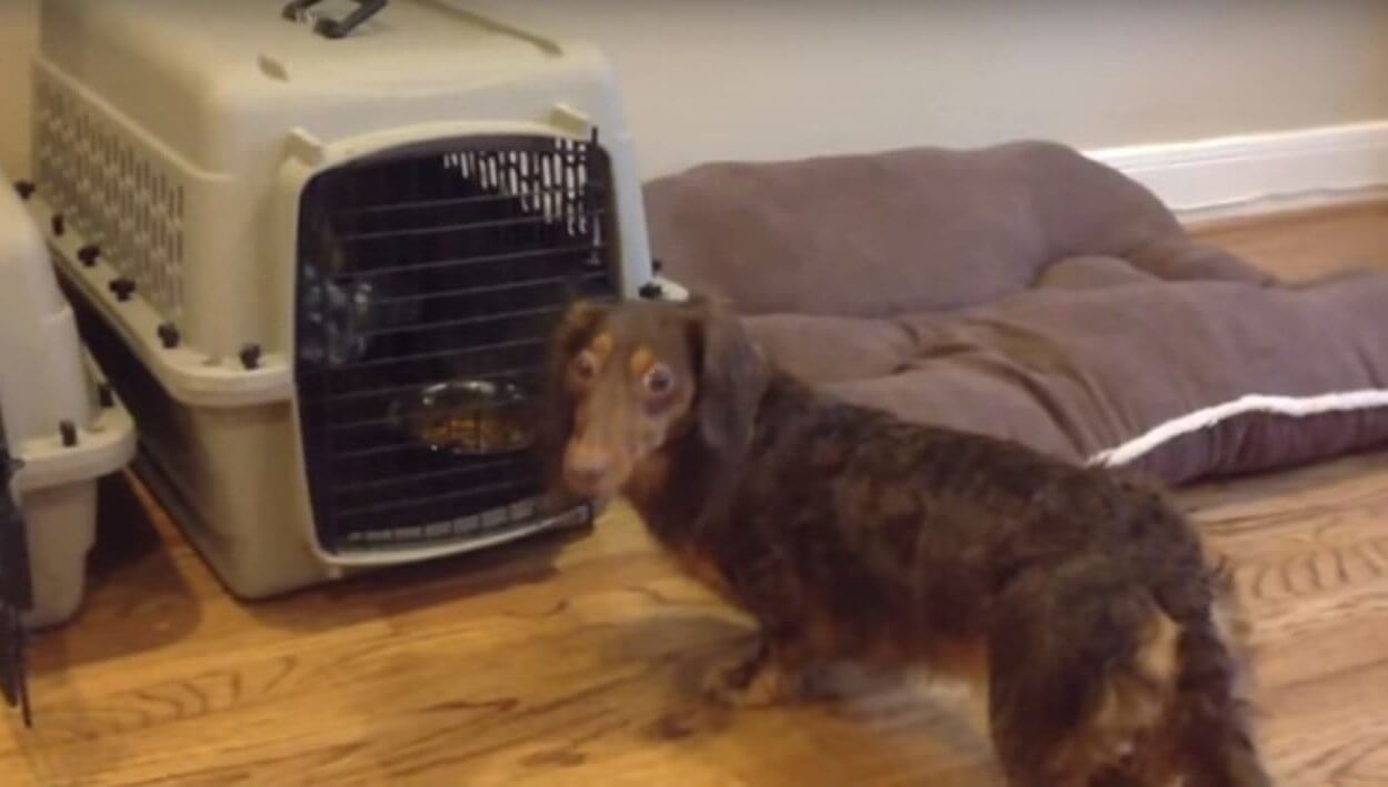 ダックスフンド,動画