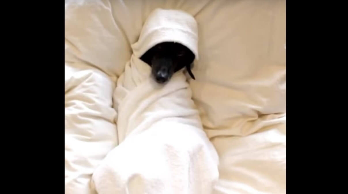 ダックスフンド,動画