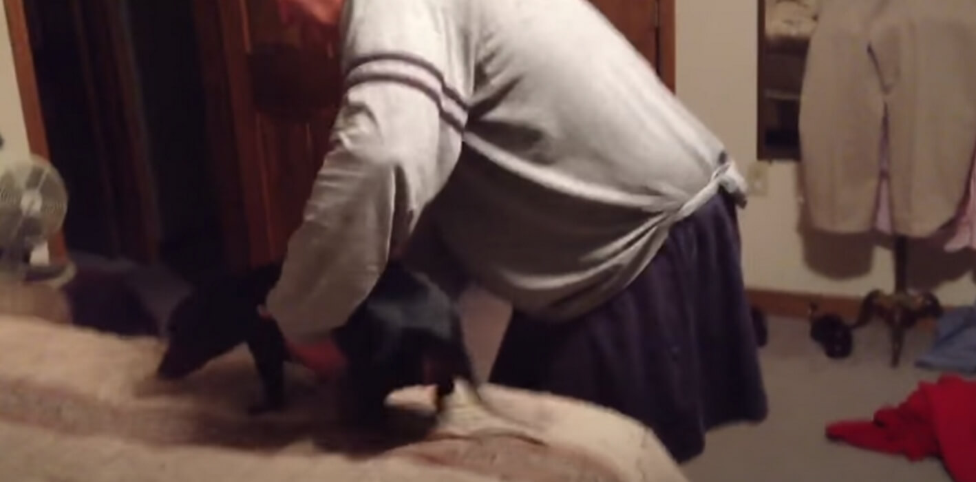 ダックスフンド,動画