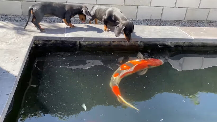 ダックスフンド,動画