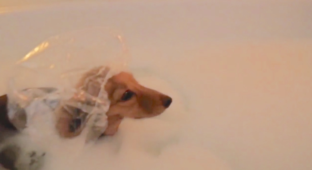 ダックスフンド,動画