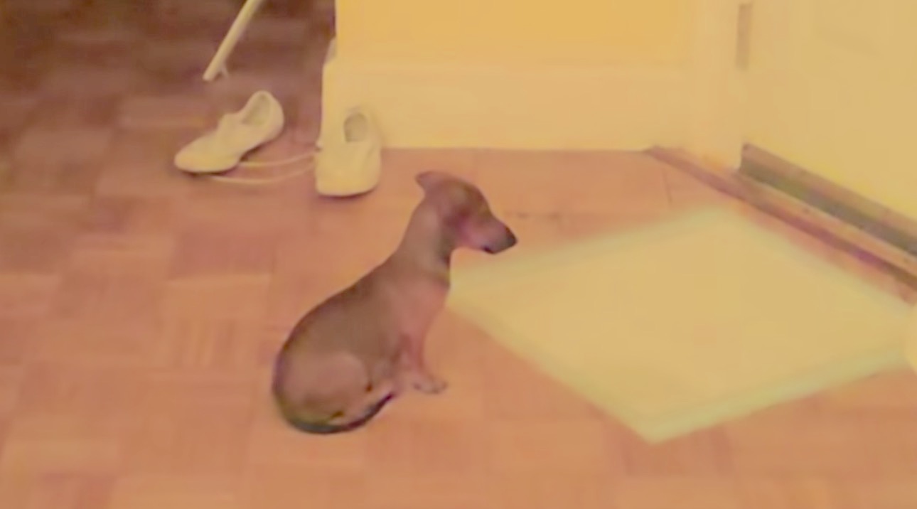 ダックスフンド,動画