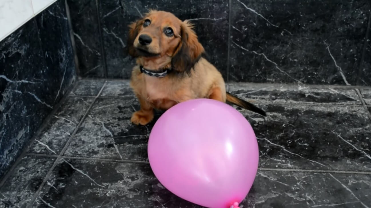 ダックスフンド,動画