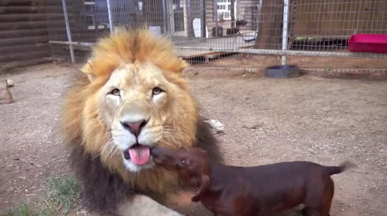 ダックスフンド,動画