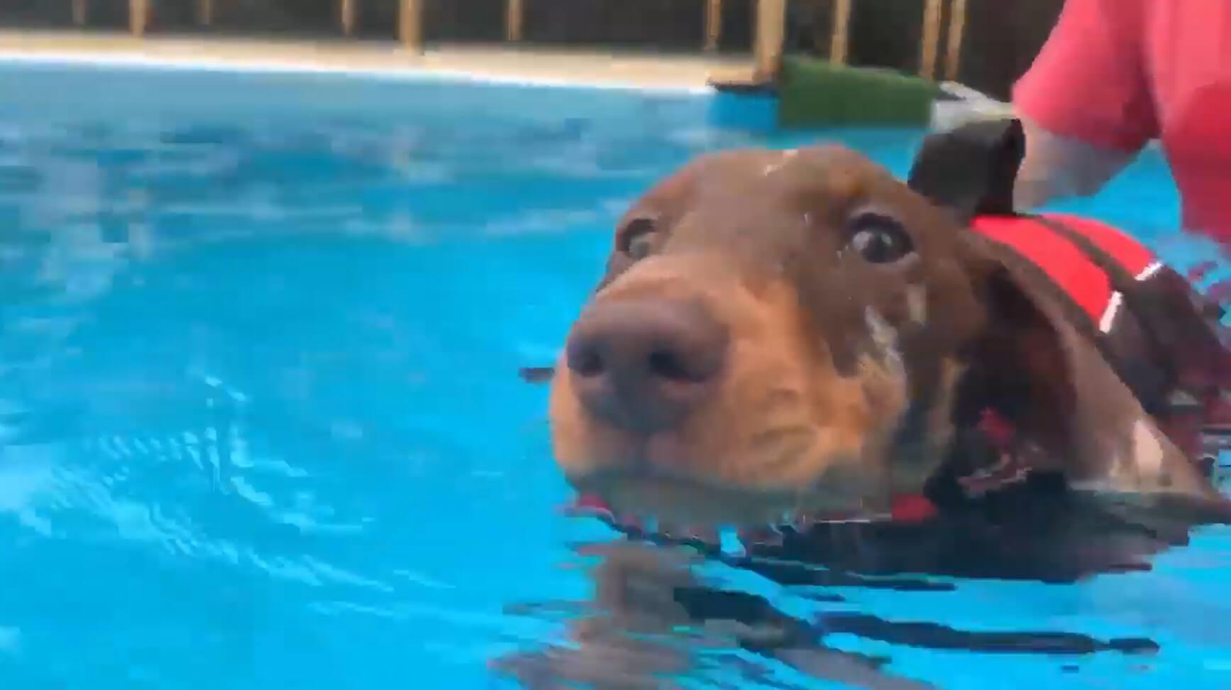 ダックスフンド,動画