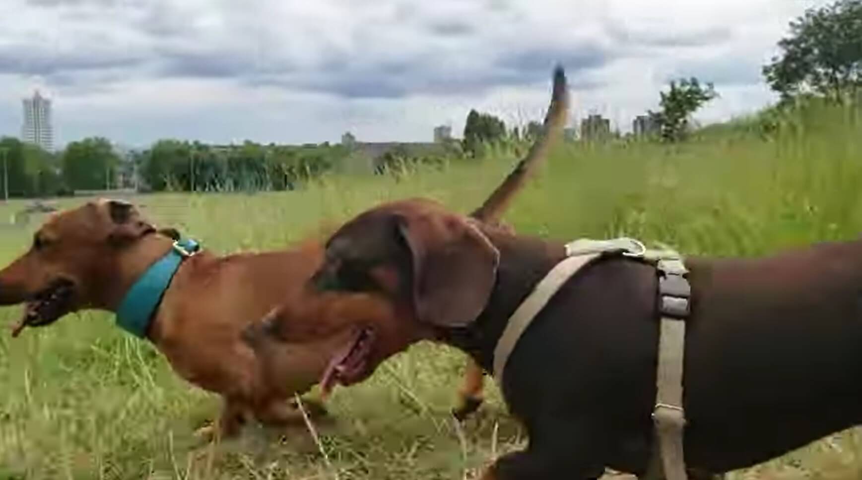 ダックスフンド,動画