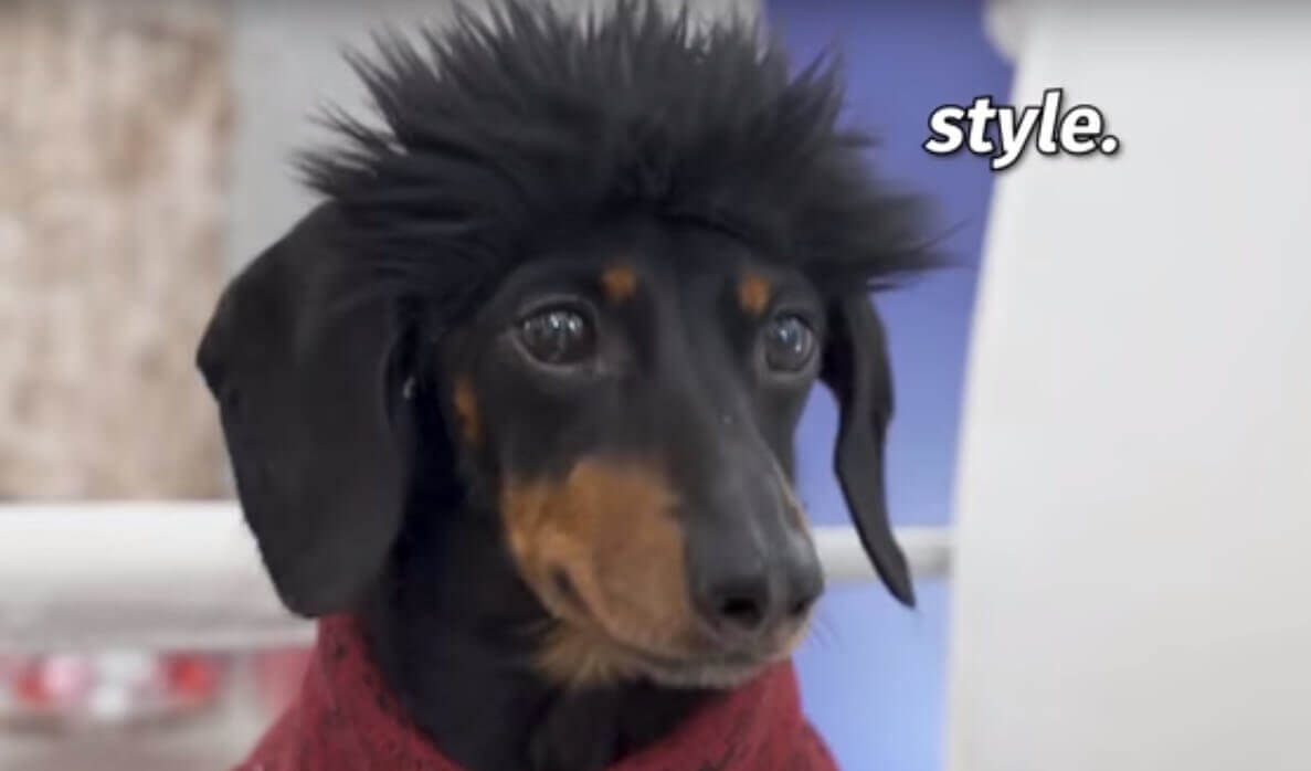 ダックスフンド,動画