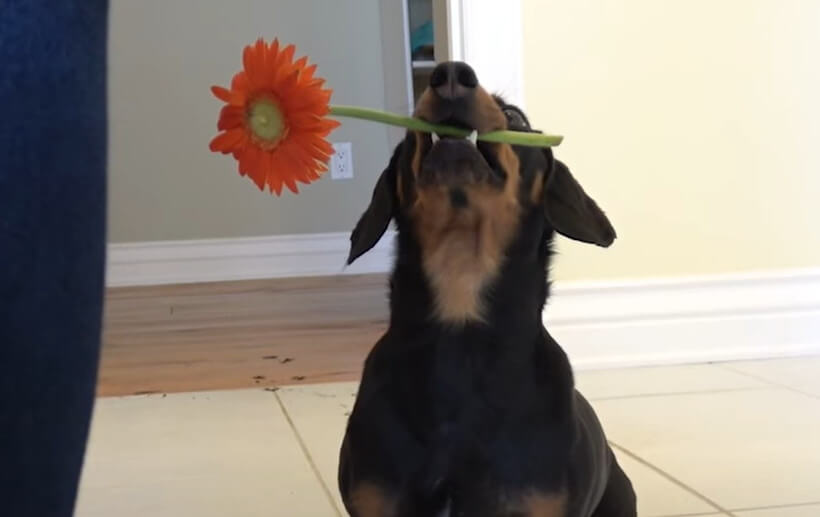 ダックスフンド,動画