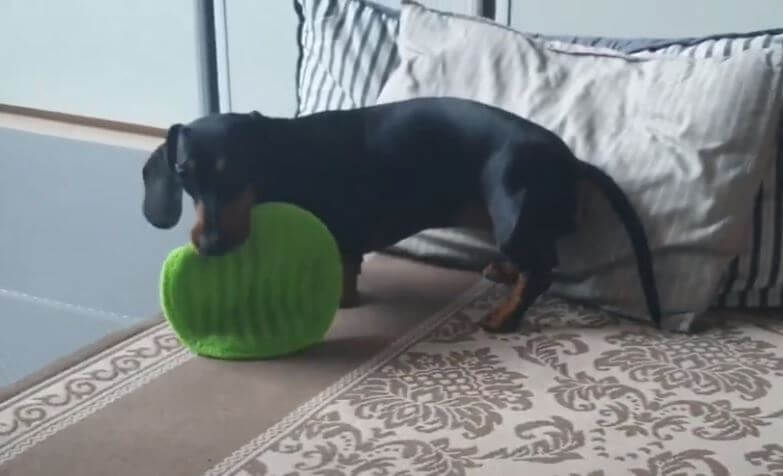 ダックスフンド,動画