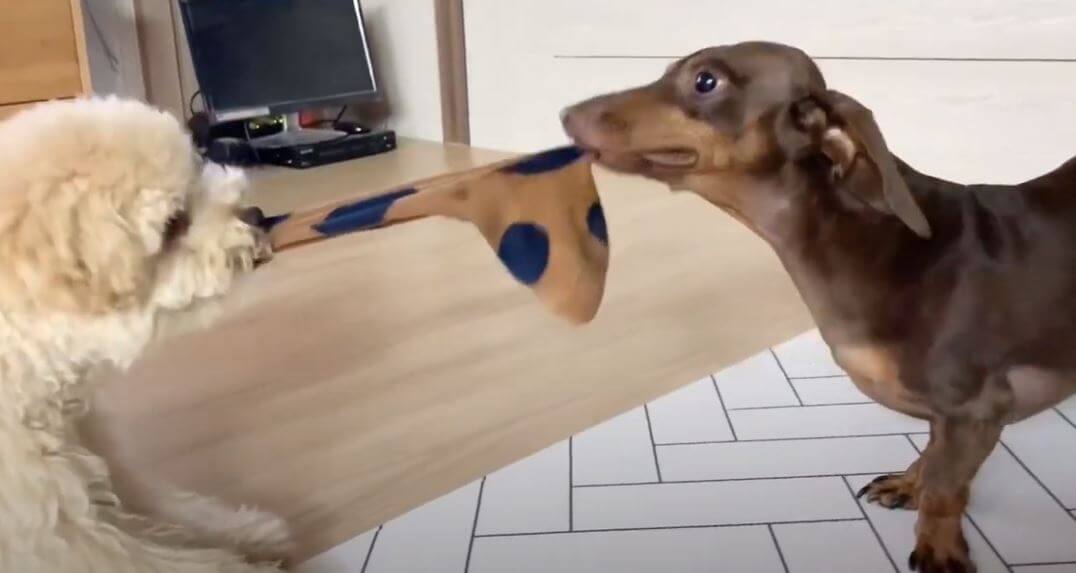 ダックスフンド,動画