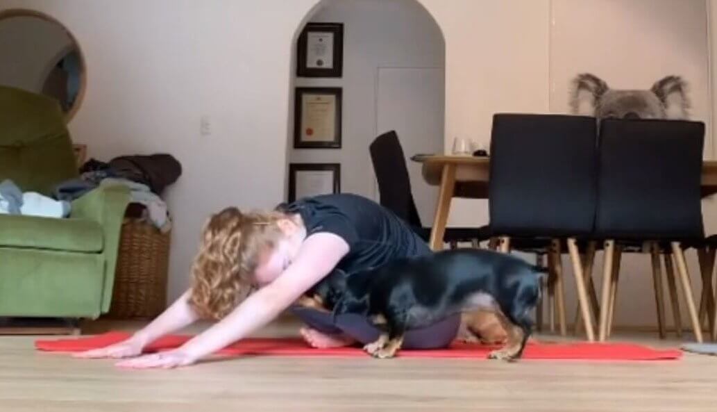 ダックスフンド,動画