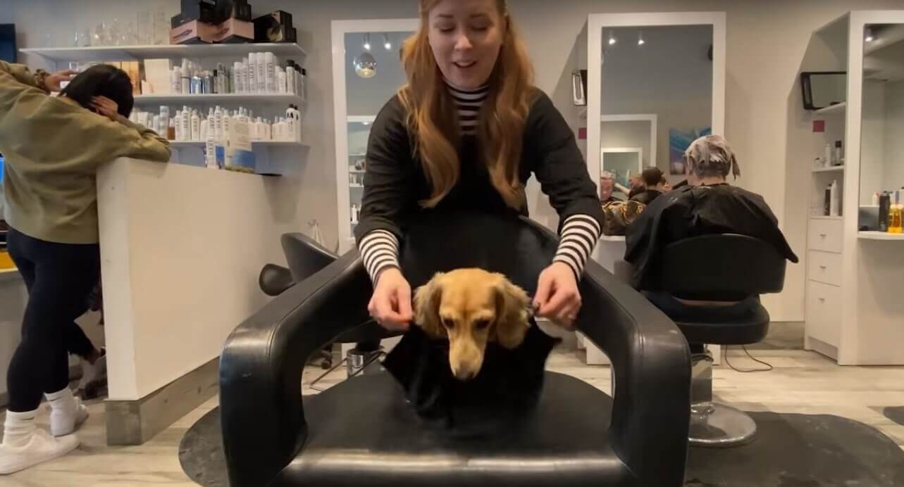 ダックスフンド,動画