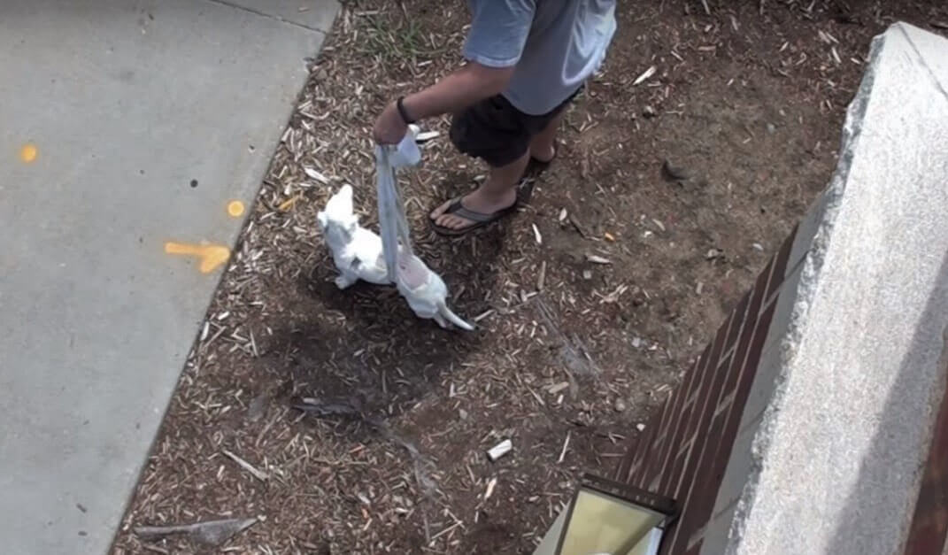 ダックスフンド,動画