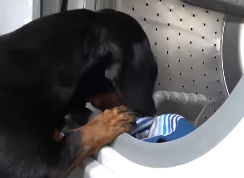 ダックスフンド,動画