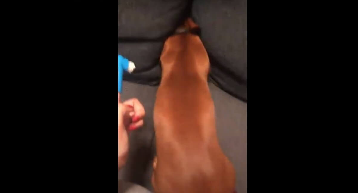 ダックスフンド,動画