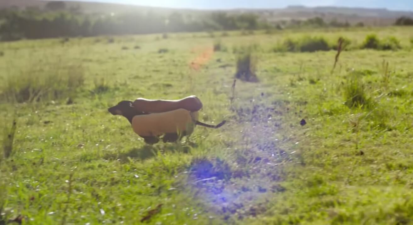 ダックスフンド,動画