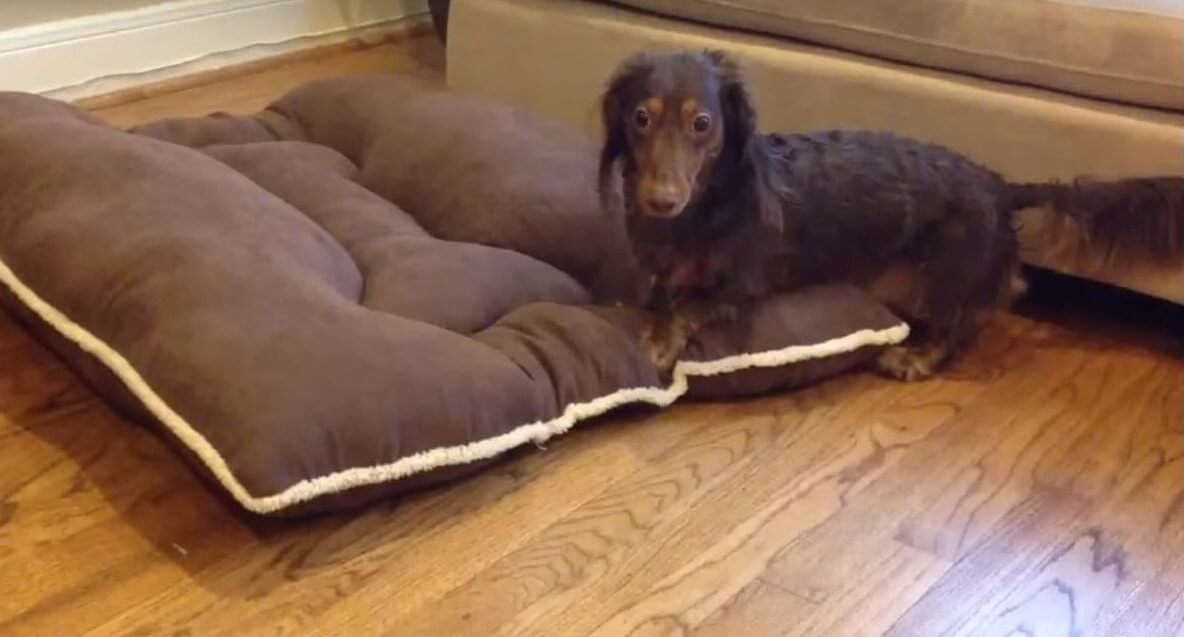 ダックスフンド,動画