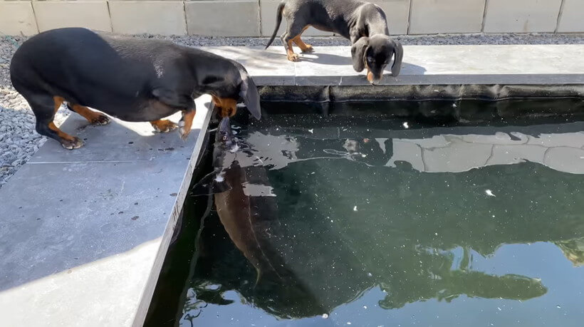 ダックスフンド,動画