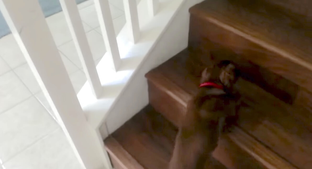 ダックスフンド,動画