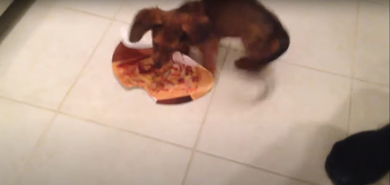 ダックスフンド,動画