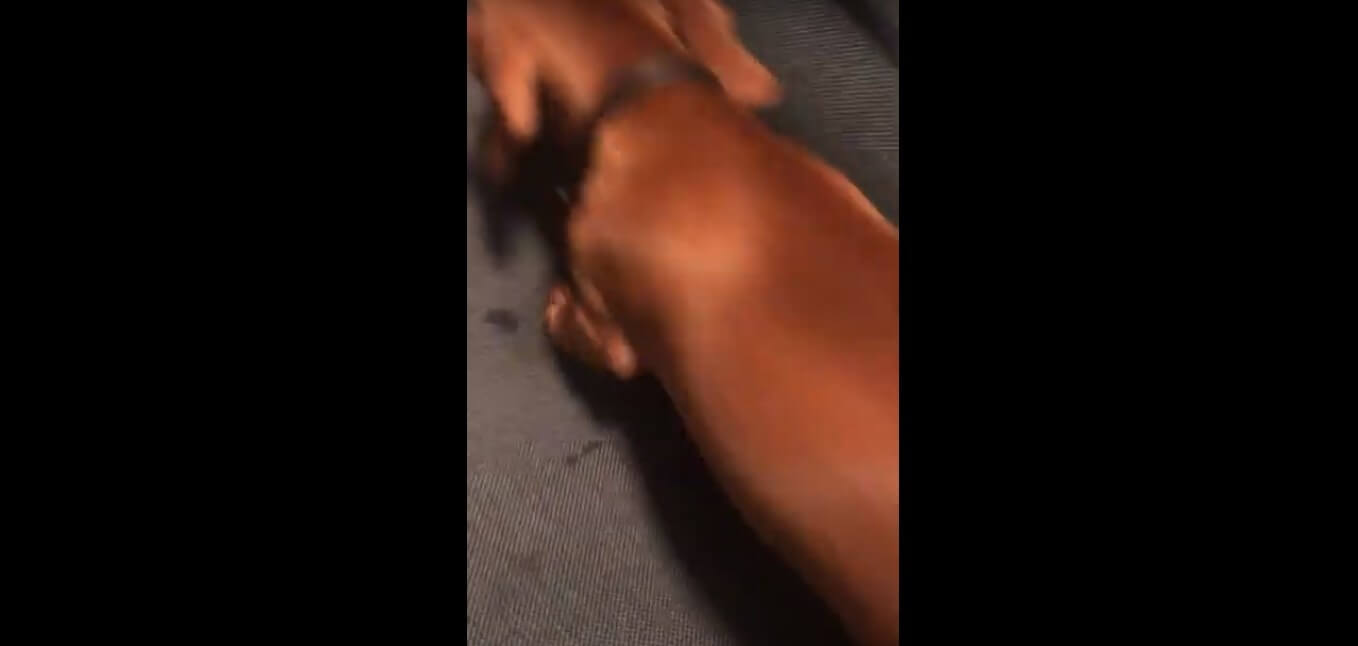 ダックスフンド,動画